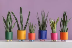 Present Time Plantekrukke Double Funky Small